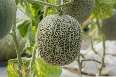Kavun. Taze kavun ağacı üzerinde. seçici odak