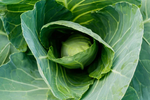 Kubis Organik. Green Head of Cabbage segar di lapangan . — Stok Foto