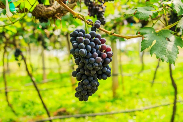 Grandes racimos de uvas de vino tinto cuelgan de una vid, backgro cálido — Foto de Stock