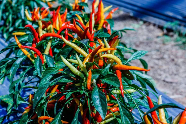 Frischer Chili-Baum im Gemüsegarten — Stockfoto