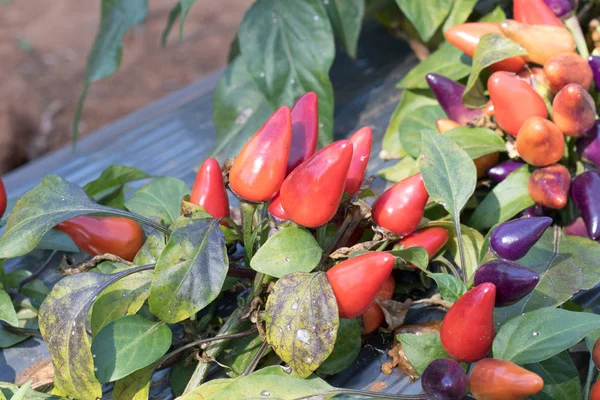 Frischer Chili-Baum im Gemüsegarten — Stockfoto