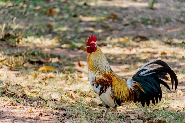 Galo colorido no fundo da natureza — Fotografia de Stock