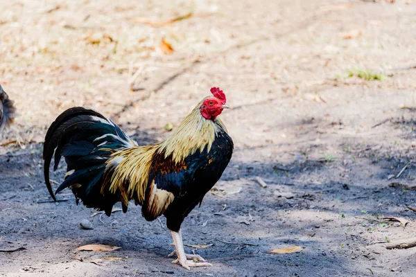 Galo colorido no fundo da natureza — Fotografia de Stock