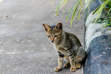 Tayland şirin kedi sevimli hayvanlar alışkanlıkları dinleniyor. Kedi doğurmak Thaila