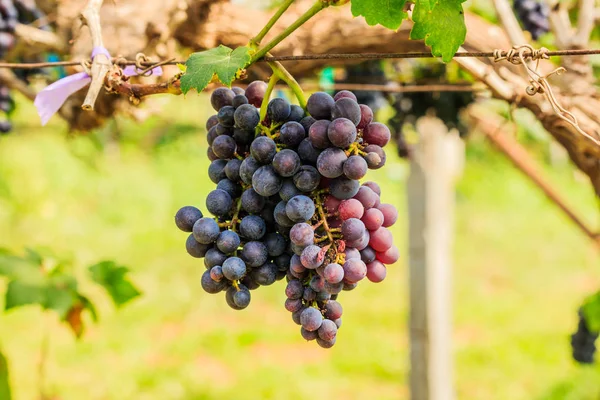 Grandes racimos de uvas de vino tinto cuelgan de una vid, backgro cálido — Foto de Stock