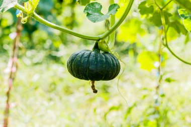 Kış kabak veya kabak olan ağaç üzerinde