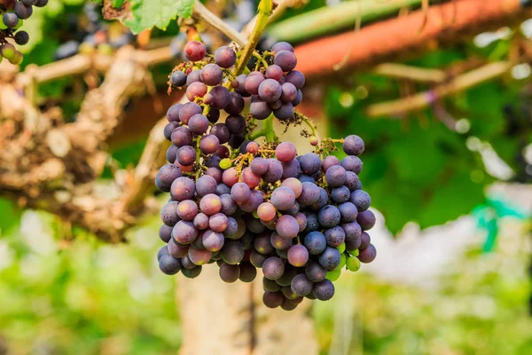 Grandes racimos de uvas de vino tinto cuelgan de una vid, backgro cálido — Foto de Stock