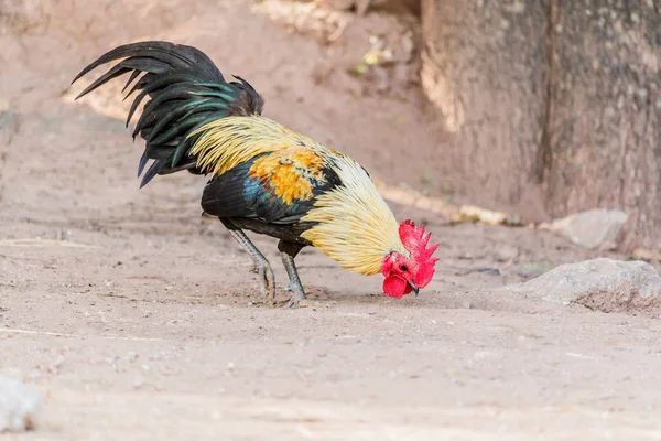 Мужской цыпленок на природном фоне — стоковое фото