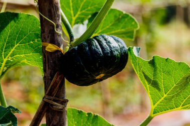 Kış kabak veya kabak olan ağaç üzerinde