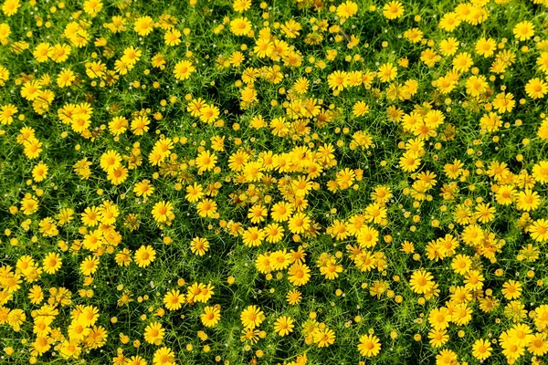 Žluté květy Cosmos v zahradě — Stock fotografie