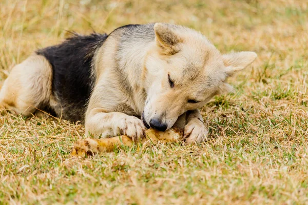 Chien rongeant un os dans l'herbe — Photo