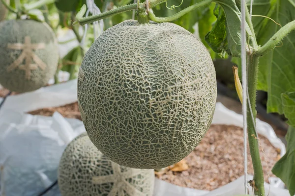 Cantaloupe. Melão fresco na árvore. foco seletivo — Fotografia de Stock