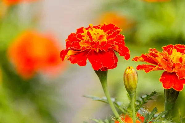 Caléndulas flores en el jardín —  Fotos de Stock