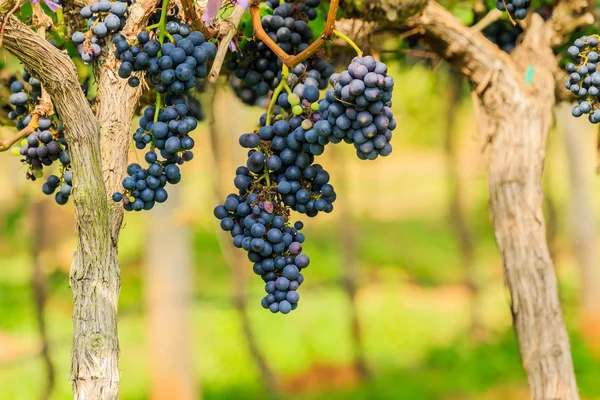 Large bunches of red wine grapes hang from a vine, warm backgro — Stock Photo, Image