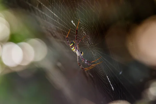 Ragno su una ragnatela con uno sfondo naturale — Foto Stock