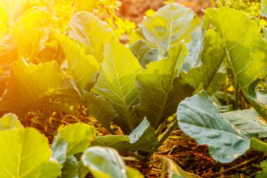 Çince Kale, sabah güneşi.