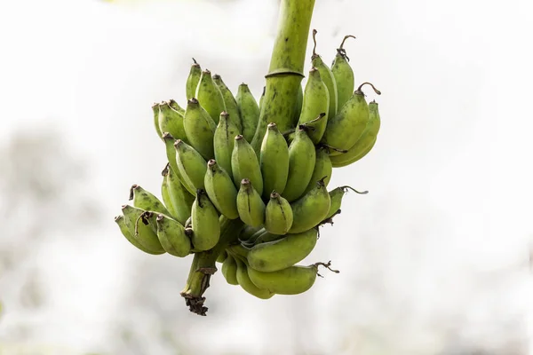 Bunch of bananas on the tree Square composition — Stock Photo, Image