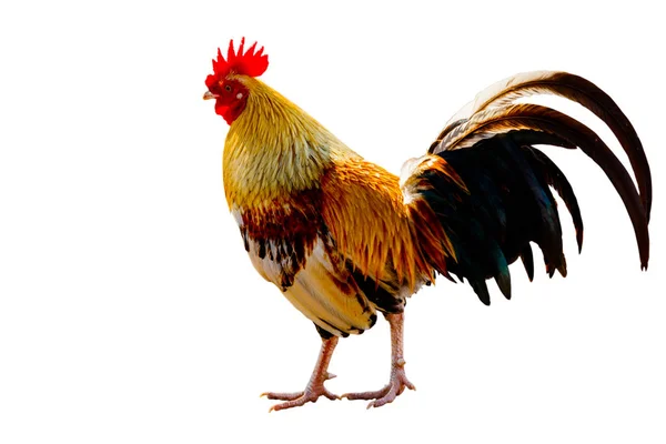 Rooster (mannelijke kip) isoleren witte achtergrond met knippen pa — Stockfoto