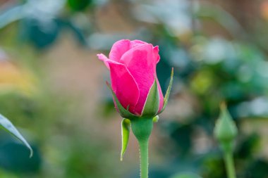 doğal Bahçe arka planda taze gül
