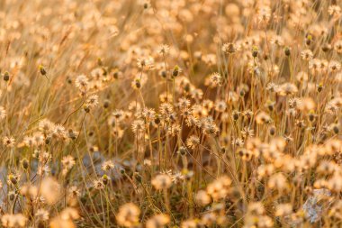 Sabah güneşin kuru otlak.
