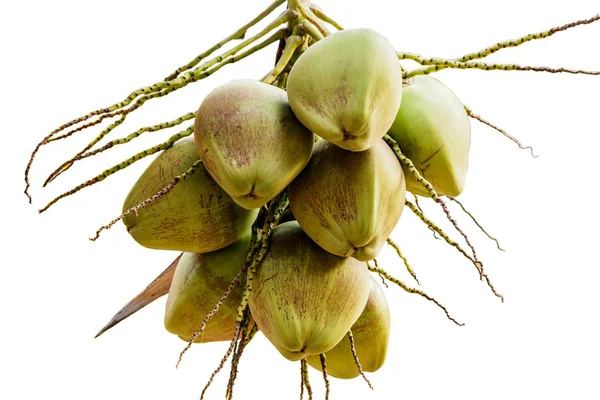 Ramo de cocos jóvenes en el árbol . — Foto de Stock