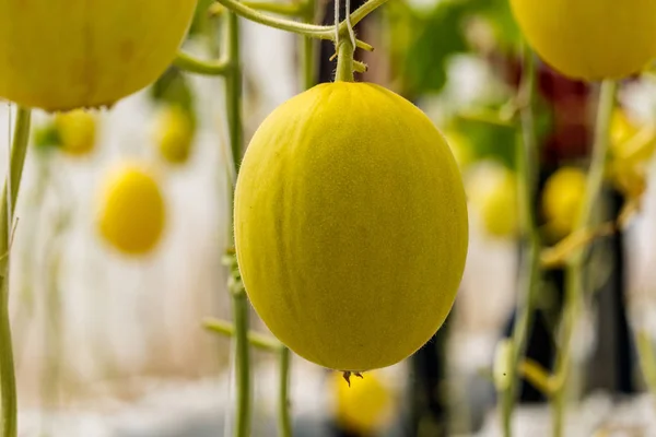 Melon jaune Cantaloup poussant dans une serre . — Photo