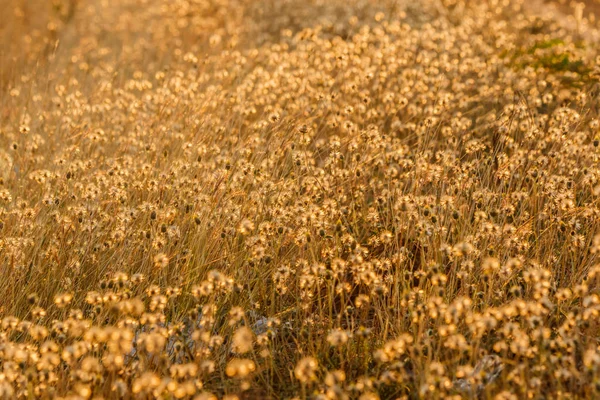Prairies sèches au soleil du matin . — Photo
