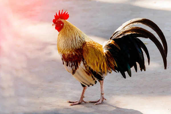 自然の背景に鶏 (チキンの男性) — ストック写真