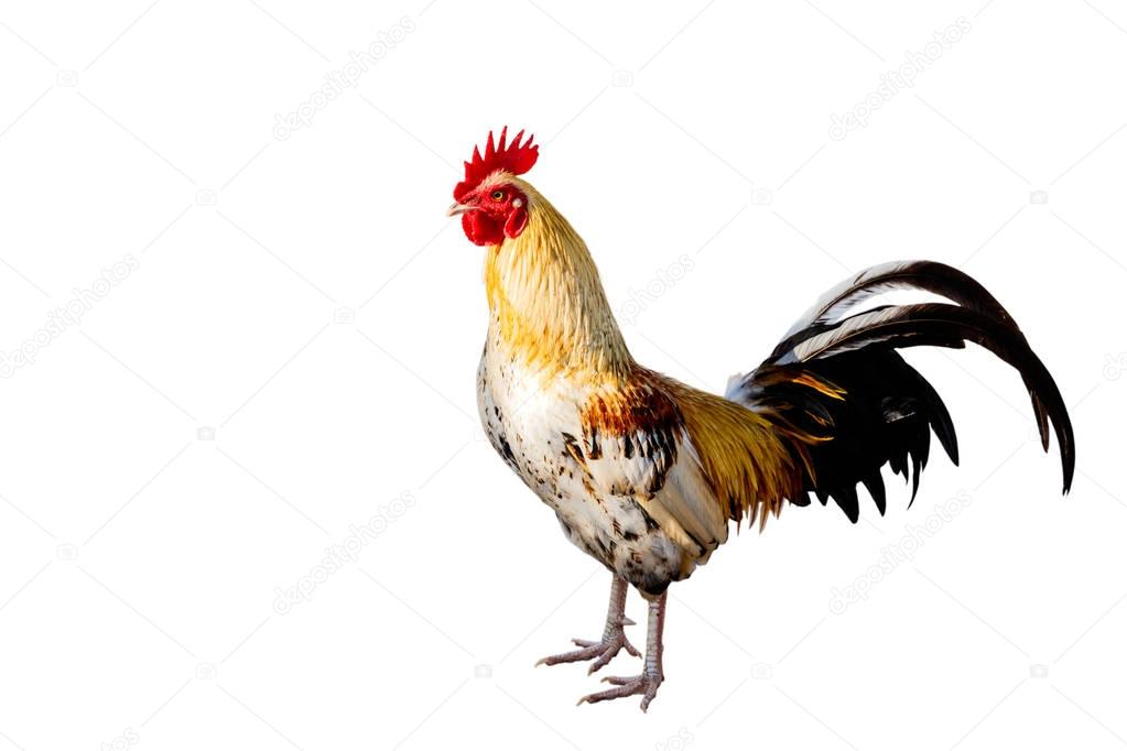 Rooster (Male Chicken) isolate white background with clipping pa