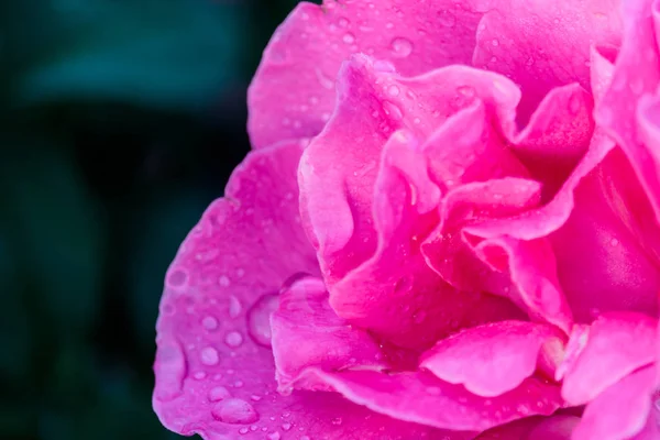 Rosas frescas em fundo natural no jardim — Fotografia de Stock