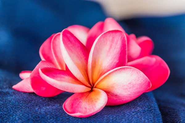 Rosa Frangipani-Blüten auf indigo gefärbtem Tuch — Stockfoto