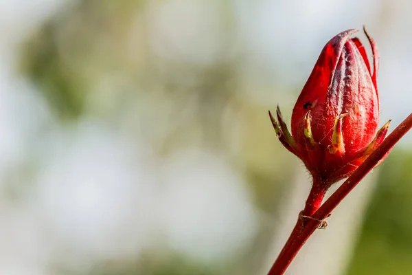 Roselle meyve Hibiscus sabdariffa, kırmızı Roselle Tayland — Stok fotoğraf