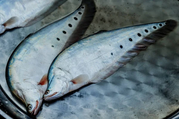 Humped Featherback or Fresh water Chitol fish of Southeast Asia — Stock Photo, Image