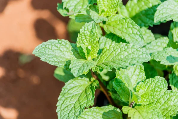 Daun mint tumbuh di taman. (Mint, peppermint, spearmint ) — Stok Foto