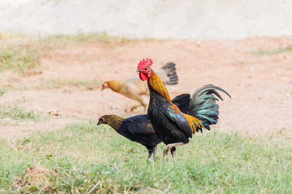 Kogut (kurczak mężczyzna) na tle przyrody — Zdjęcie stockowe