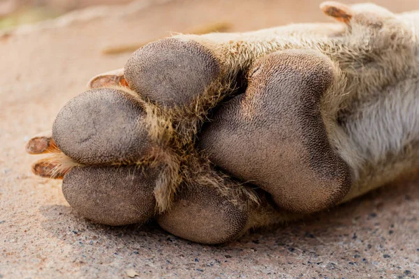 Close-up foto van hond paw - grote voetafdrukken — Stockfoto