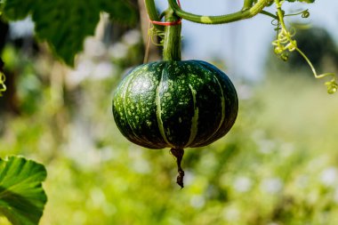 Kış kabak veya kabak olan ağaç üzerinde