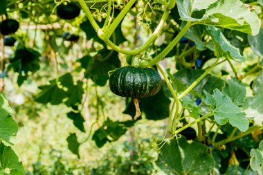 Kış kabak veya kabak olan ağaç üzerinde