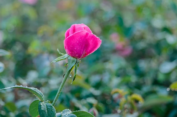 Fresh roses in natural background in garden — Stock Photo, Image