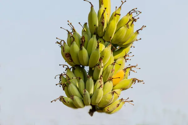 Massa bananer på trädet fyrkantig sammansättning — Stockfoto