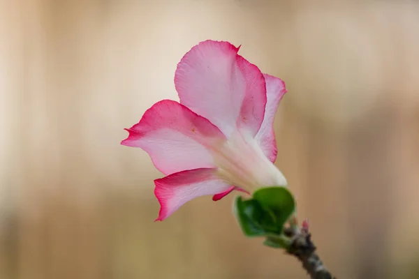 Krásný azalea květiny v zahradě. — Stock fotografie
