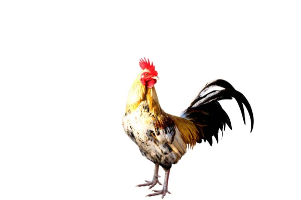 Hahn (Männliches Huhn) isolieren weißen Hintergrund mit Clipping pa — Stockfoto