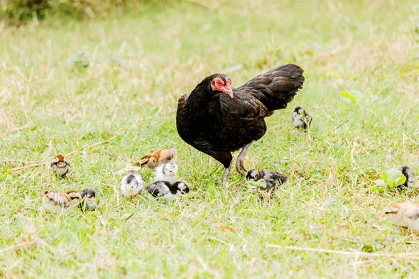 Hen chick rearing in natural environment rural scene — Stock Photo, Image