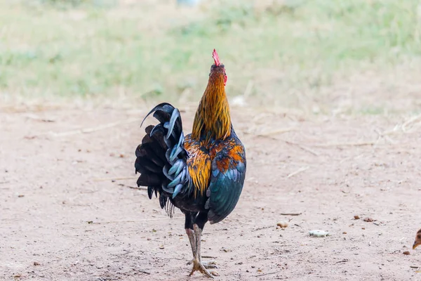 Петух (Мужской цыпленок) на фоне природы — стоковое фото