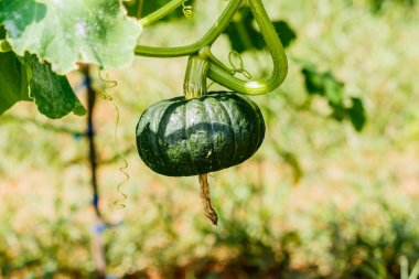 Kış kabak veya kabak olan ağaç üzerinde