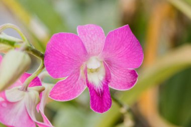 seçimi güzel görüntü arka plan üzerinde orkide. seçici odak.