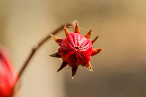 Roselle owoce Hibiscus sabdariffa, czerwony Roselle w Tajlandii — Zdjęcie stockowe