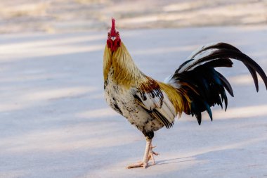 Doğa arka plan üzerinde horoz (erkek tavuk)