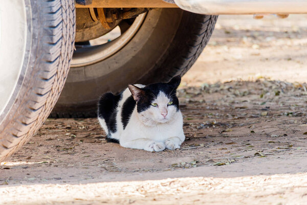 The cat crouched under cars