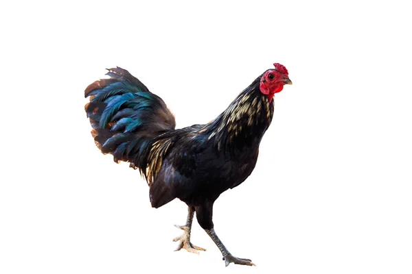 Rooster (αρσενικό κοτόπουλο) απομονώσει λευκό φόντο με clipping pa — Φωτογραφία Αρχείου